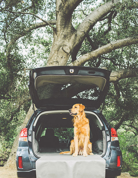 Dog Sitting in Mid-sized SUV with custom cargo liner